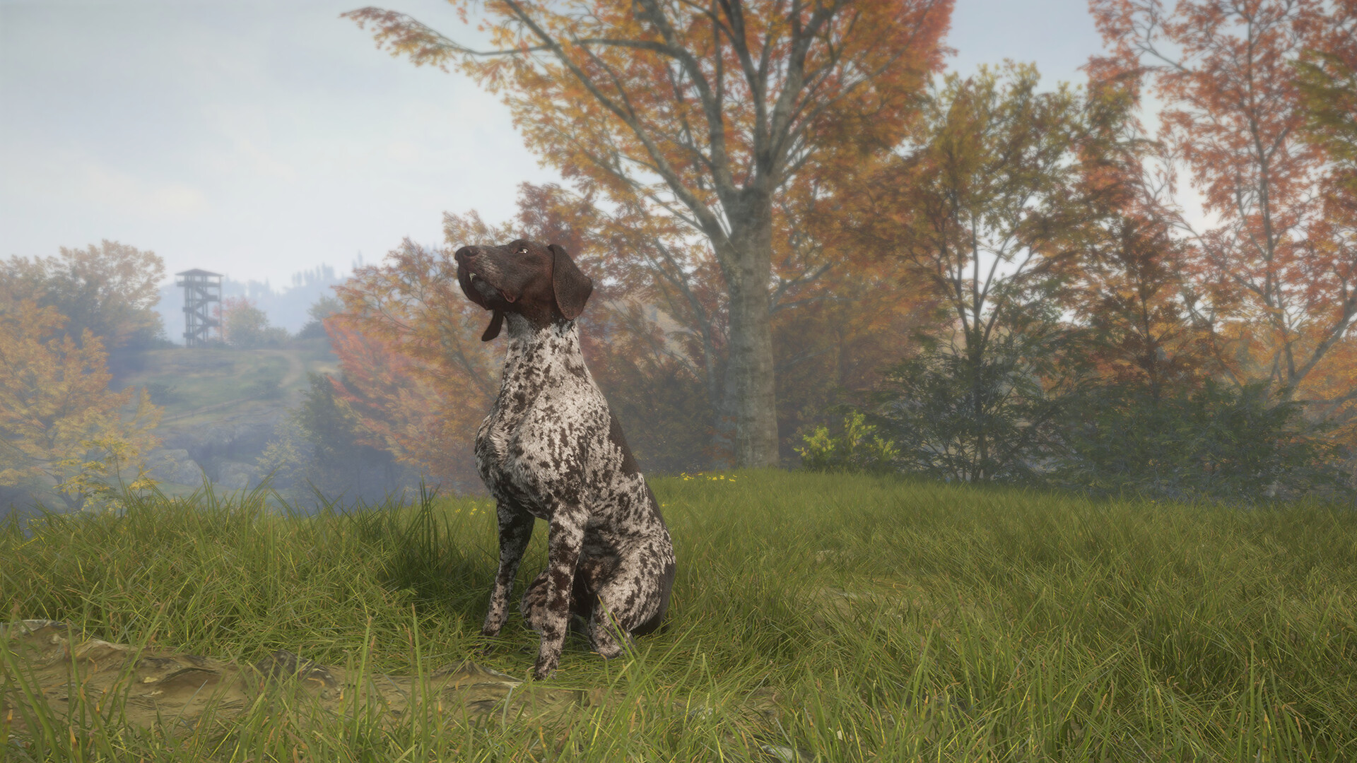 theHunter: Call of the Wild - German Shorthaired Pointer